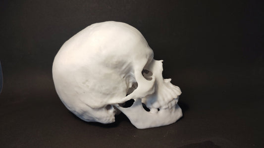 Anatomy in the Classroom: 3D Printed Models for Education