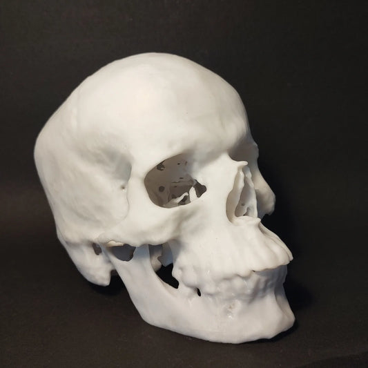 The Science of Precision: Anatomy Models via 3D Printing